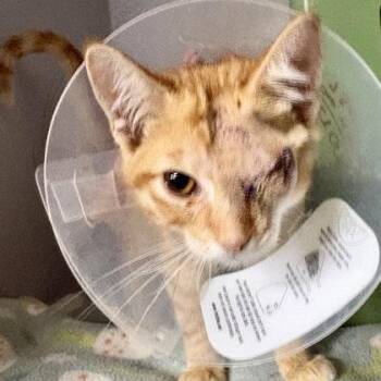 Lucien -  Domestic Short Hair Cat for Adoption in Sacramento, California - Lucien | PetCurious
