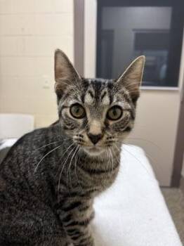 Beaufort -  Domestic Short Hair Cat for Adoption in Westland, Michigan - Beaufort | PetCurious