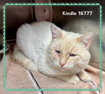 Domestic Short Hair Cats Available for Adoption - KINDLE | PetCurious