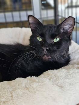 Paul -  Domestic Medium Hair Cat Available for Adoption in Mckinney, Texas - Paul | PetCurious