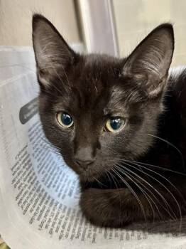 Gordon -  Domestic Short Hair Cat for Adoption in Wichita, Kansas - Gordon | PetCurious