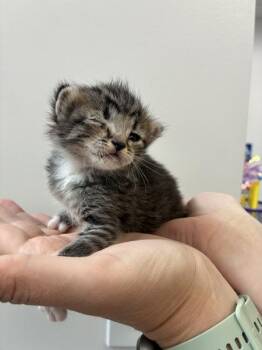 Violet -  Domestic Long Hair Cat for Adoption in Salt Lake City, Utah - Violet | PetCurious