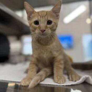 Sausage -  Domestic Short Hair Cat for Adoption in Bullhead City, Arizona - Sausage | PetCurious