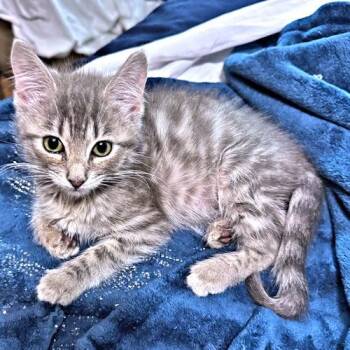 Sweetie -  Tabby Cat for Adoption in Rutherfordton, North Carolina - Sweetie | PetCurious