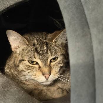 Star -  Domestic Short Hair Cat for Adoption in Warren, Ohio - Star | PetCurious