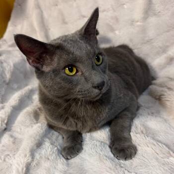 Lulu -  Domestic Short Hair and Russian Blue Cat for Adoption in Lewisville, Texas - Lulu | PetCurious