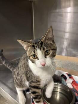 Domestic Short Hair Cats Available for Adoption - Tweedle | PetCurious