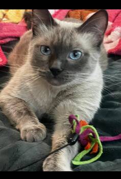 Siamese Cats Available for Adoption in Long Beach, California - Maui | PetCurious