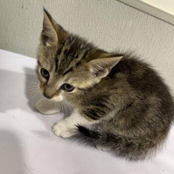 Soona -  Domestic Short Hair Cat for Adoption in Tampa, Florida - Soona | PetCurious