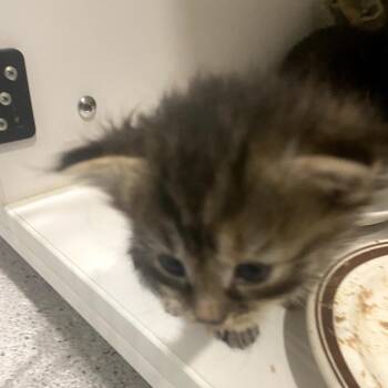 Domestic Medium Hair Cats Available for Adoption - Miss Bean | PetCurious