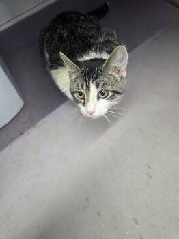 Henry -  Domestic Short Hair Cat for Adoption in Glenfield, New York - Henry | PetCurious