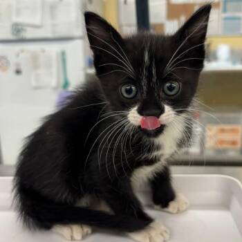 Domestic Short Hair Cats Available for Adoption in West Palm Beach, Florida - Twig | PetCurious