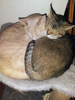 BOWSER & OSCAR -  Domestic Short Hair Cat for Adoption in Lewis Center, Ohio - BOWSER & OSCAR | PetCurious