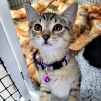 2 Purple Toby -  Domestic Short Hair Cat for Adoption in Belfair, Washington - 2 Purple Toby | PetCurious