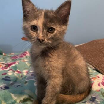 Goldie -  Domestic Short Hair Cat for Adoption in Franklin, Tennessee - Goldie | PetCurious