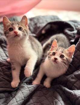 Clover & Iris -  Domestic Short Hair Cat for Adoption in Ottawa, Ontario - Clover & Iris | PetCurious