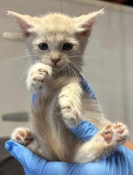 61613761 -  Domestic Short Hair Cat for Adoption in El Paso, Texas - 61613761 | PetCurious