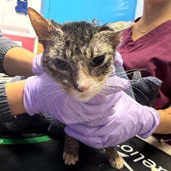 Megara -  Domestic Short Hair Cat for Adoption in Wahiawa, Hawaii - Megara | PetCurious