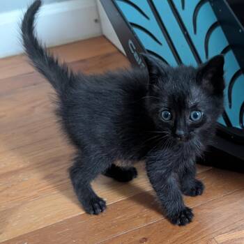 Clover  Limon 56048 -  Domestic Short Hair Cat for Adoption in Eaton Rapids, Michigan - Clover  Limon 56048 | PetCurious