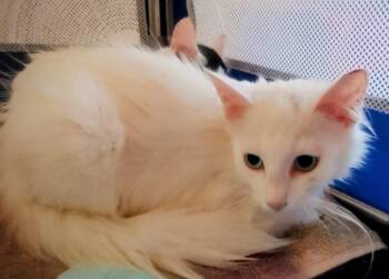 Rescue Domestic Long Hair Cats for Adoption in Woodland, California - Iva | PetCurious