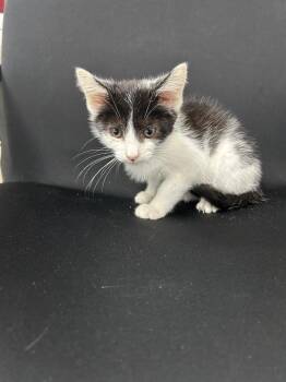 Michael Jackson -  Domestic Short Hair Cat for Adoption in New Cumberland, West Virginia - Michael Jackson | PetCurious