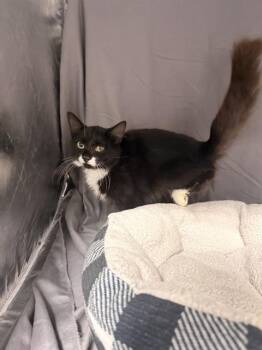 TIMBER -  Domestic Short Hair Cat for Adoption in Grovetown, Georgia - TIMBER | PetCurious