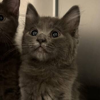 Willow -  Domestic Short Hair Cat for Adoption - Willow | PetCurious