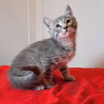 Levi 8wks -  Tabby Cat for Adoption in London, Ontario - Levi 8wks | PetCurious