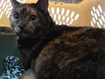 Domestic Short Hair Cats Available for Adoption - SPARKLE | PetCurious