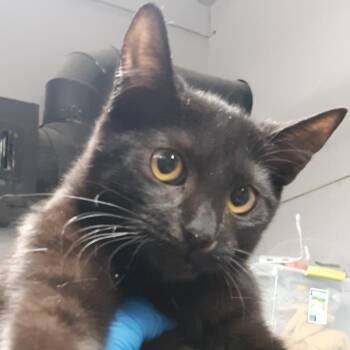 Zero -  Domestic Short Hair Cat for Adoption in Spokane, Washington - Zero | PetCurious