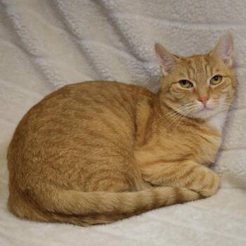 Blaze -  Domestic Short Hair Cat for Adoption in Versailles, Kentucky - Blaze | PetCurious