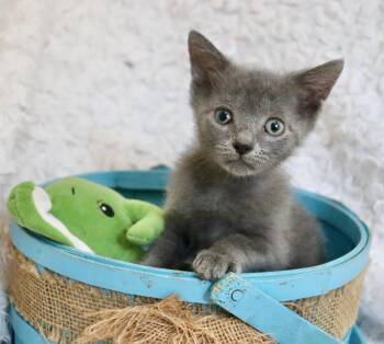 Dylan -  Russian Blue Cat for Adoption in St. Augustine, Florida - Dylan | PetCurious