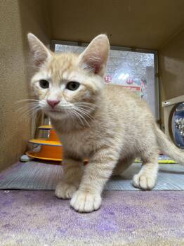 Domestic Short Hair Cats Available for Adoption in Riverside, California - Elwood P. Dowd | PetCurious
