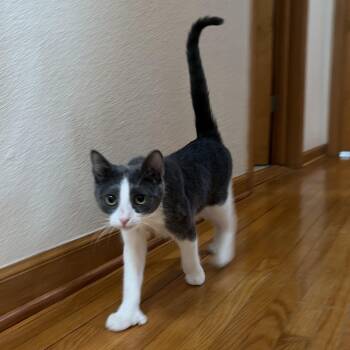 American Shorthair Cats Available for Adoption - Polly | PetCurious