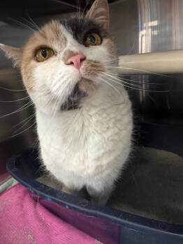 Stella -  Domestic Short Hair Cat for Adoption in Rossville, Georgia - Stella | PetCurious