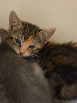 Rescue Domestic Short Hair Cats for Adoption in Chesapeake, Virginia - Clementine | PetCurious