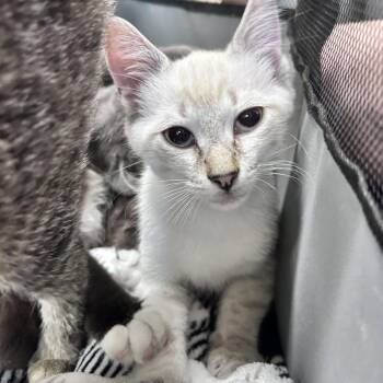 Peeta -  Domestic Medium Hair Cat for Adoption in Newborn, Georgia - Peeta | PetCurious