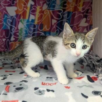 Lane -  Domestic Short Hair Cat Available for Adoption - Lane | PetCurious