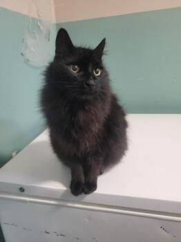 Domestic Medium Hair Cats Available for Adoption - Mystery | PetCurious
