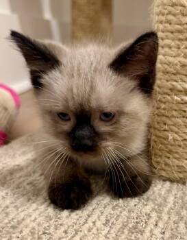 Pikachu -  Siamese and Domestic Short Hair Cat for Adoption in Sidney, British Columbia - Pikachu | PetCurious