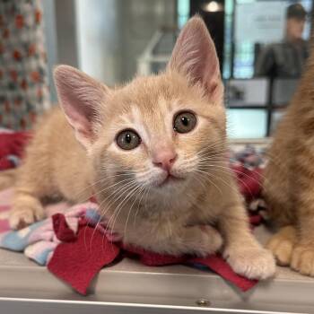 Domestic Short Hair Cats Available for Adoption in Hailey, Idaho - Yeti | PetCurious