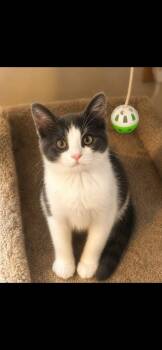 Prince and Duke- bonded -  Domestic Short Hair Cat for Adoption in Enfield, Connecticut - Prince And Duke- Bonded | PetCurious