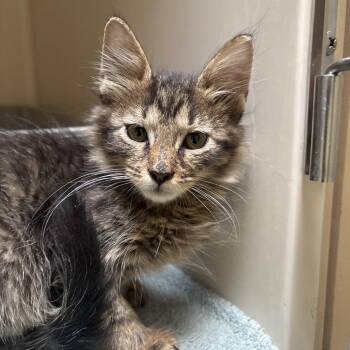 Nimbus -  Domestic Short Hair Cat for Adoption in Dallas, Texas - Nimbus | PetCurious