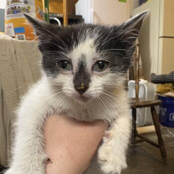 Rescue Domestic Short Hair Cats for Adoption in Troy, Illinois - Cera | PetCurious