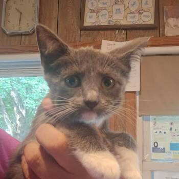 Cranberry -  Domestic Short Hair Cat for Adoption in Hanna City, Illinois - Cranberry | PetCurious