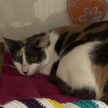 Domestic Short Hair Cats Available for Adoption - Luna (Alexandria) | PetCurious