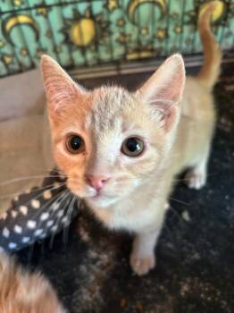 Winslow -  Domestic Short Hair Cat for Adoption in Camp Hill, Pennsylvania - Winslow | PetCurious