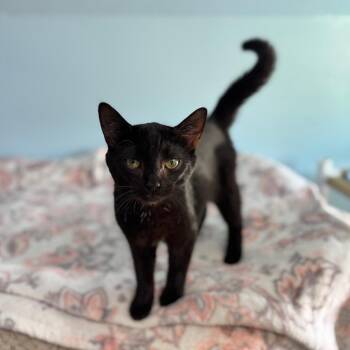 Domestic Short Hair Cats Available for Adoption in Brownsboro, Alabama - Flopsy | PetCurious