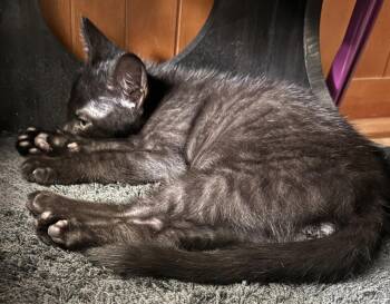 Middle Brother -  Domestic Short Hair Cat for Adoption in Ventura, California - Middle Brother | PetCurious