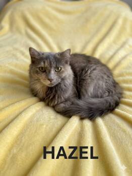 HAZEL -  Tortoiseshell Cat Available for Adoption in Harrodsburg, Kentucky - HAZEL | PetCurious